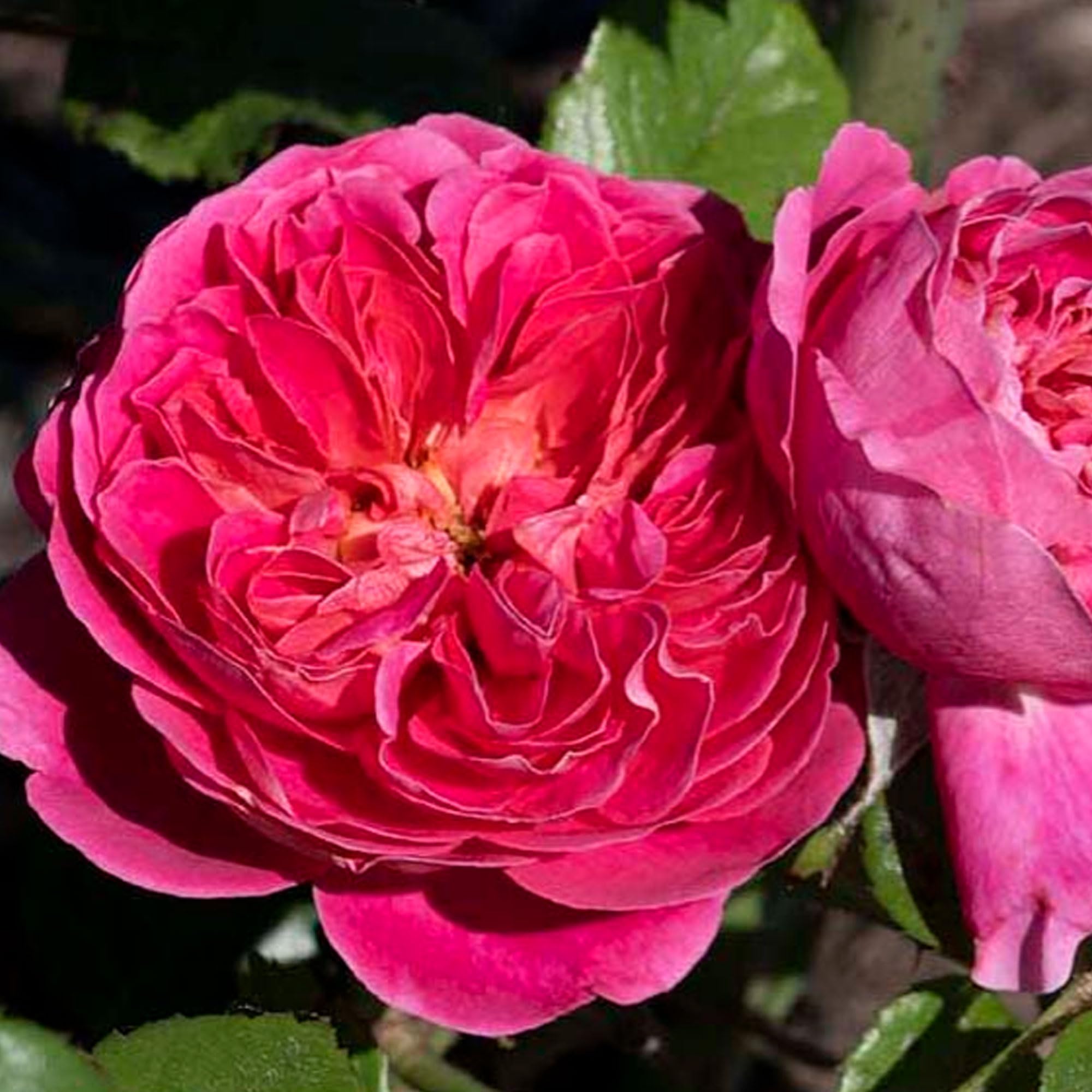 Amazon.com : Powerpuff Pink Rose 1.5 Gallon Potted Live Plant, Non